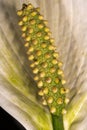 Peace Lily Royalty Free Stock Photo